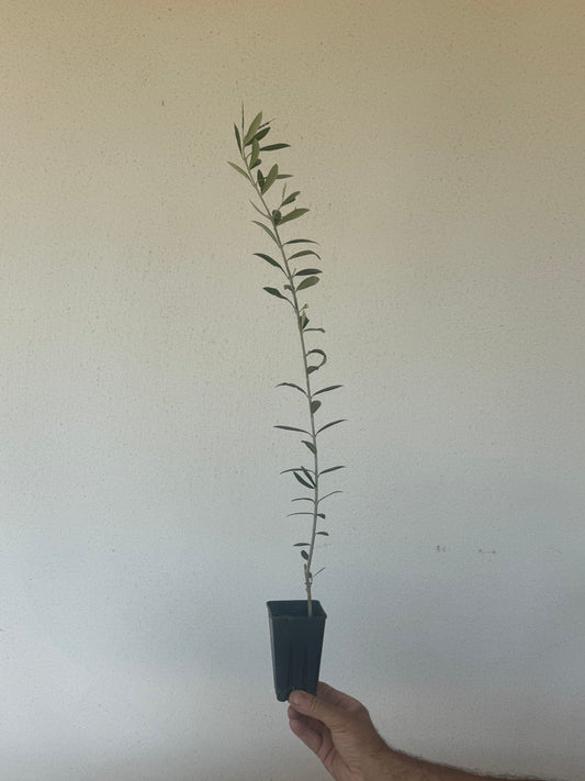 Petit plant d'olivier d'un an en godet – Pépinières Fages