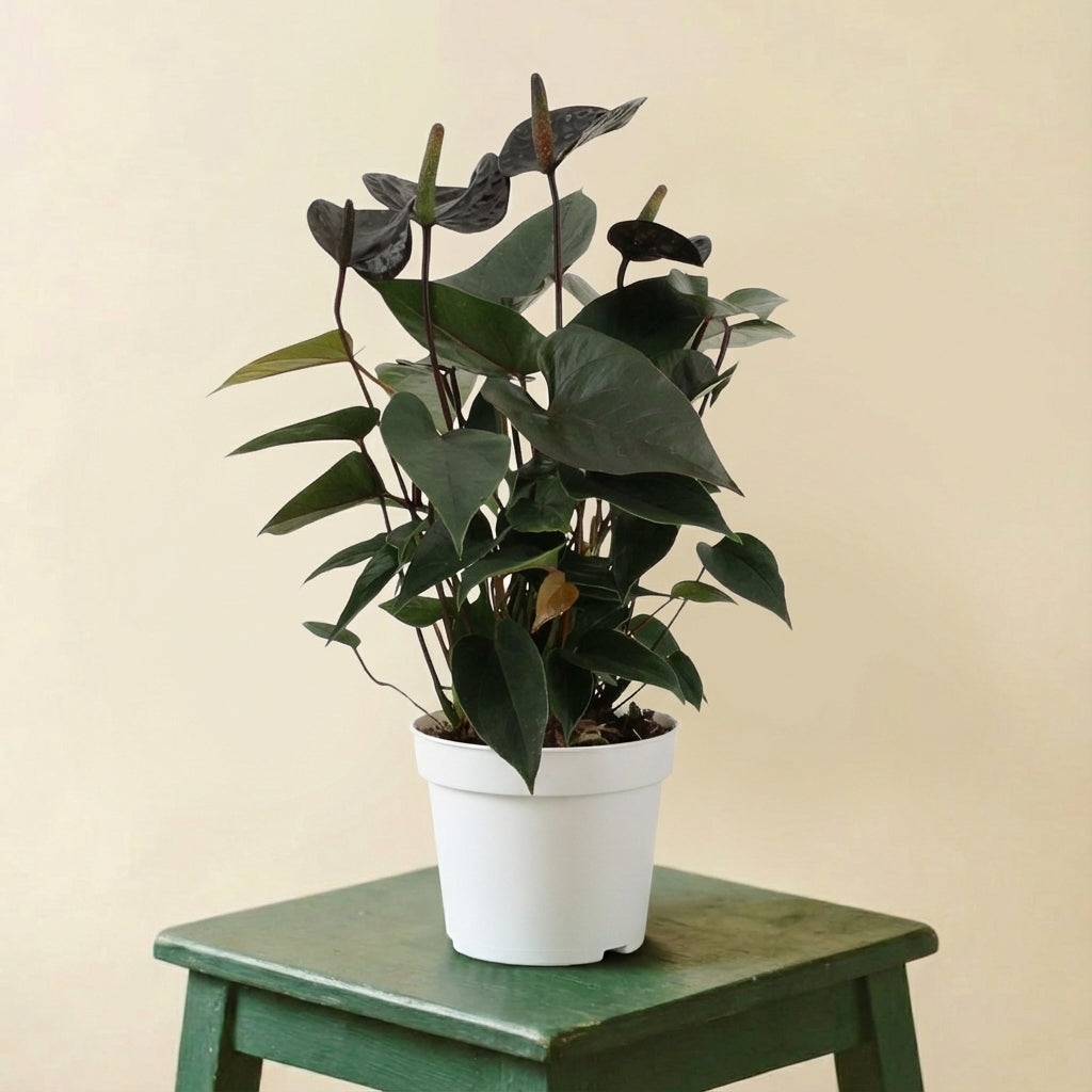 Anthurium Black Love