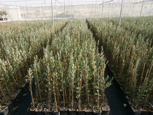 Chez Pépinières Fages, nous proposons des petits oliviers à 4,99 € l'unité et la livraison est gratuite partout en France.