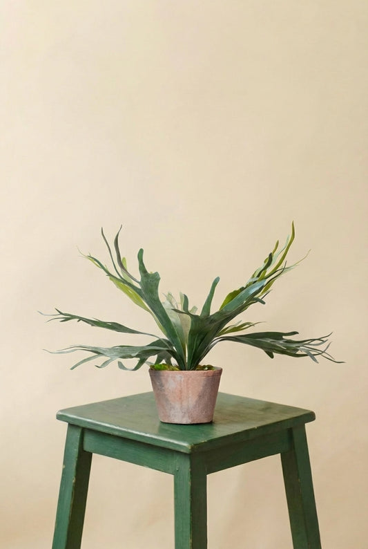 Platycerium plante artificielle (h50cm / Ø15cm)