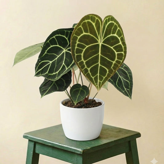 Anthurium Clarinervium