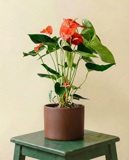 Anthurium Rouge (↕55cm)