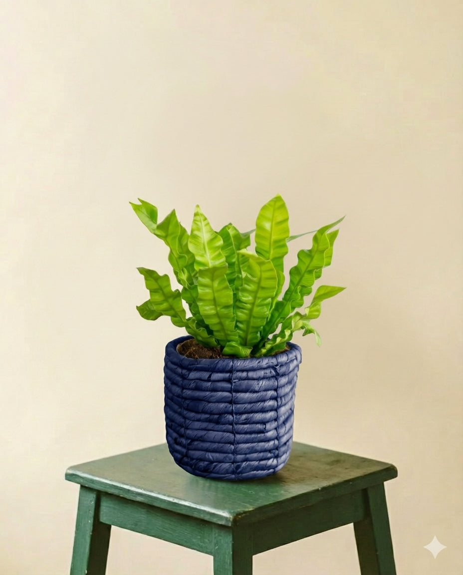 Asplenium Crispy Wave