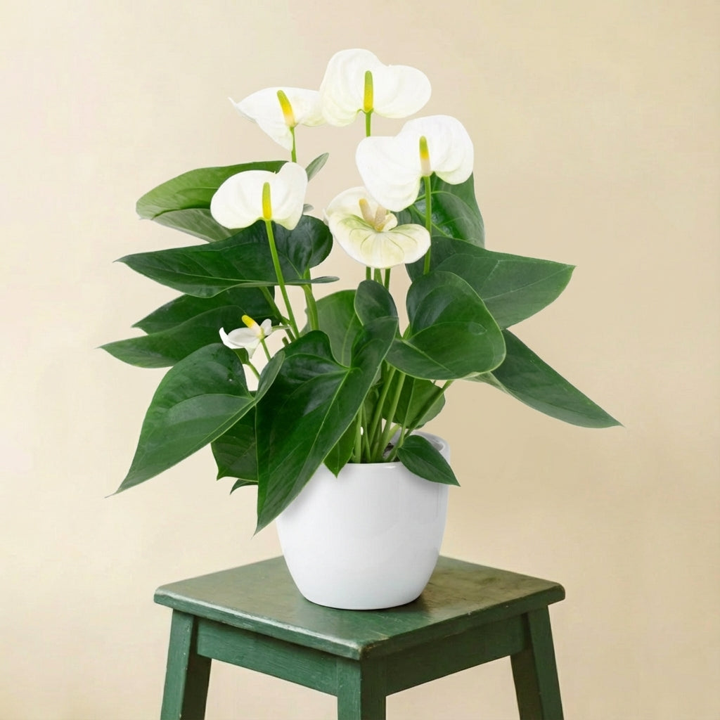 Anthurium blanc
