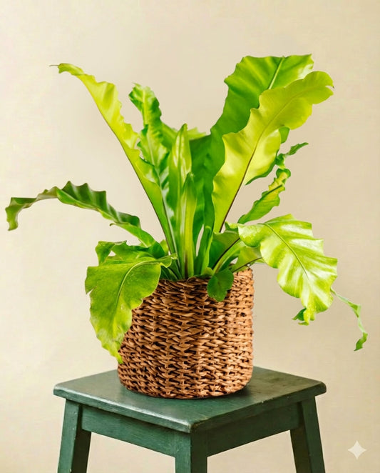 Fougère Asplenium Nidus