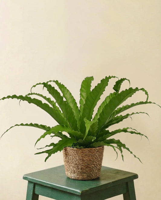Fougère Asplenium Osaka