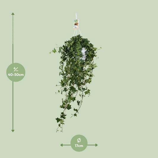 Hedera Lierre tombant