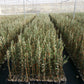 Petits plants d'oliviers d'un an en godets – Pépinières Fages